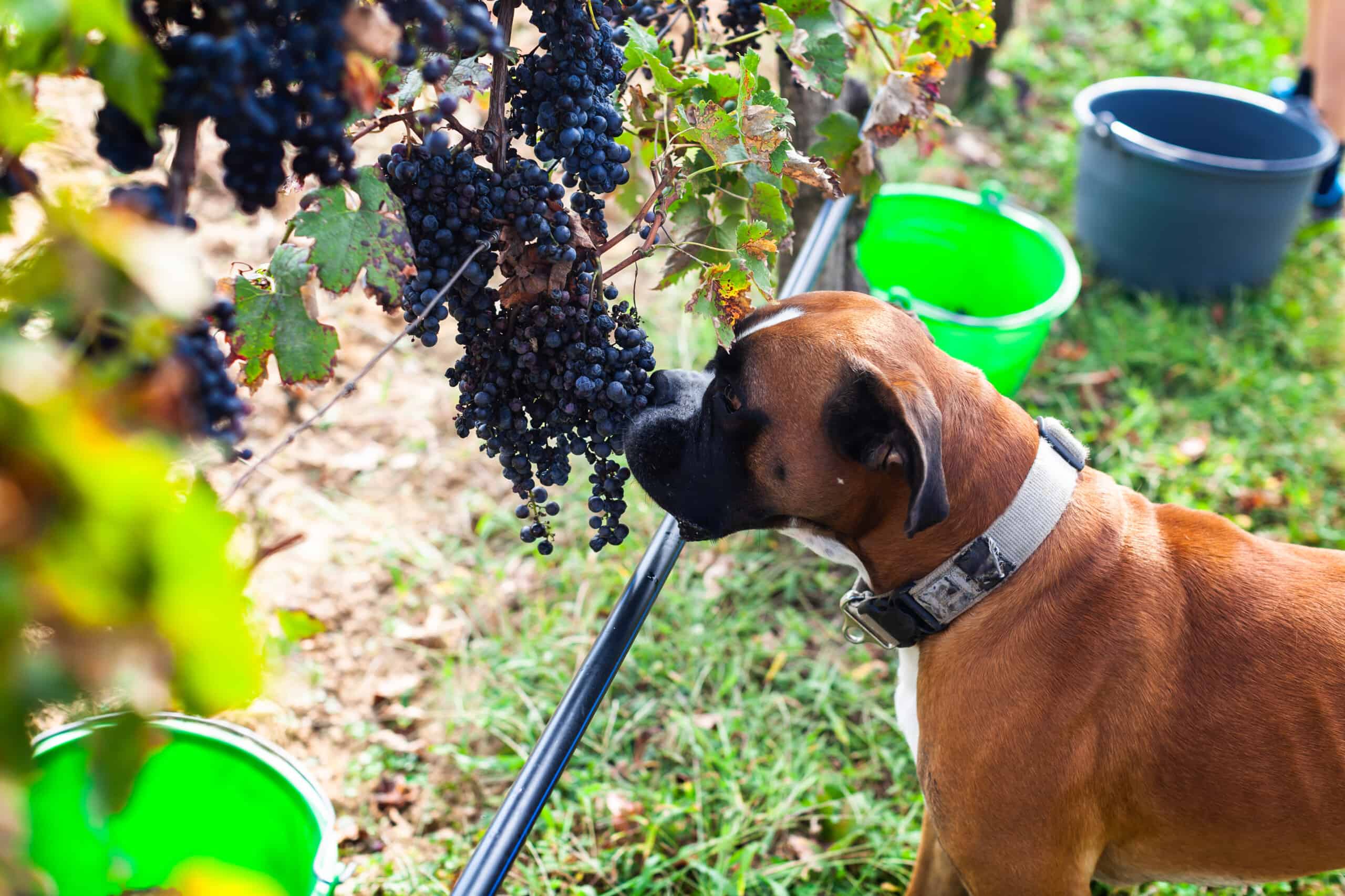 oxer sniffing grapes at a winery