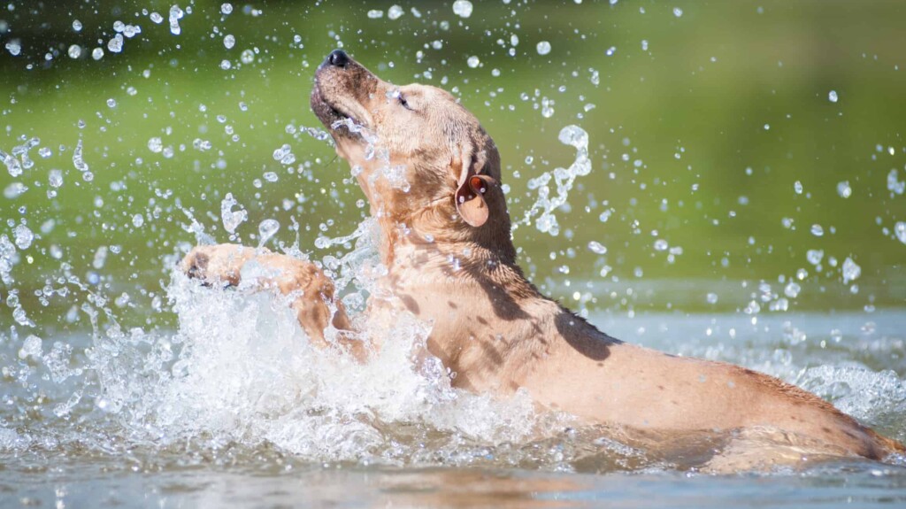 Dog splashing in a lake
