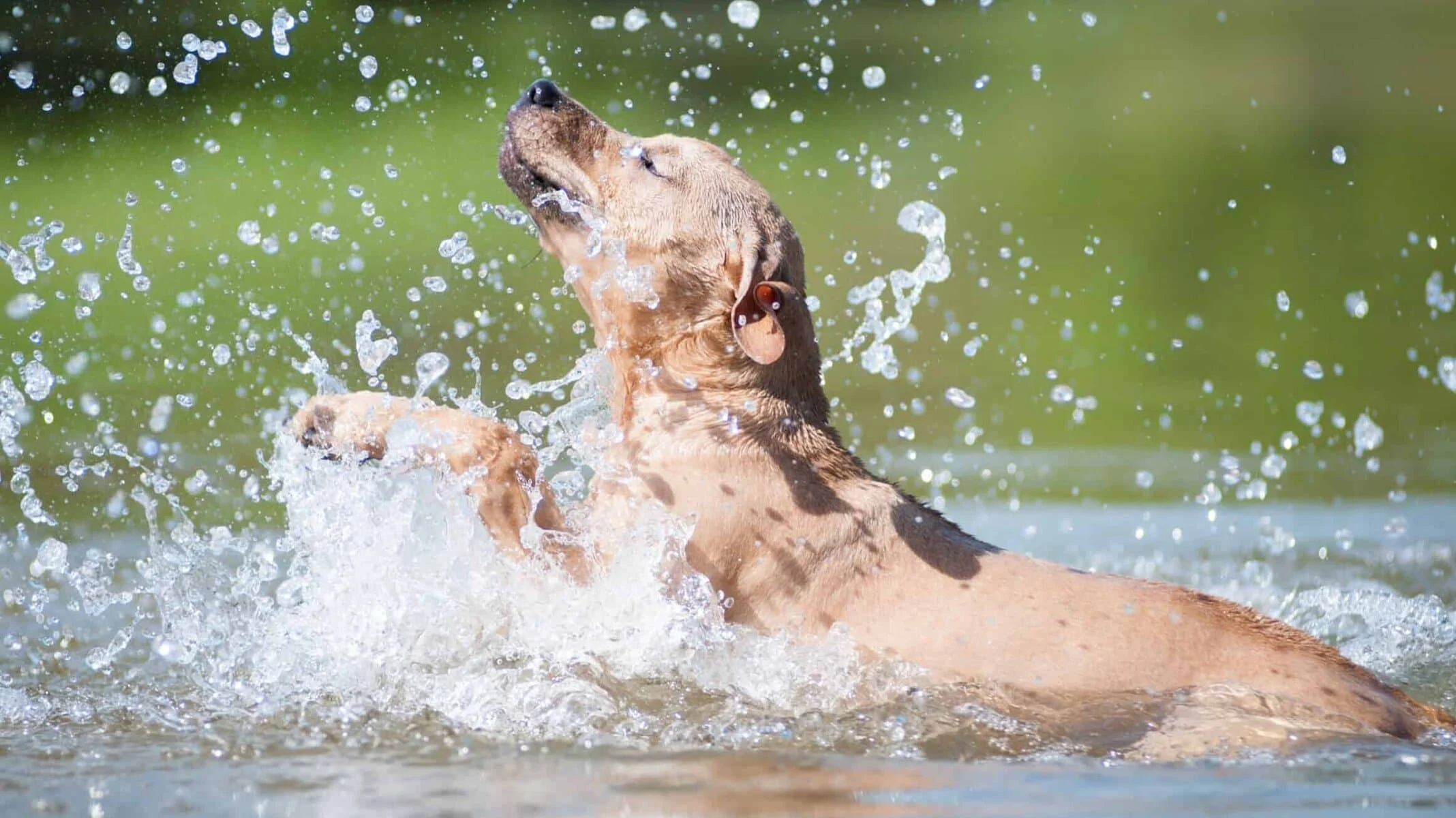 Image from It’s splash time in Lake County! on DogTrekker
