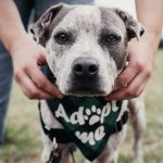Rescue dog for adoption