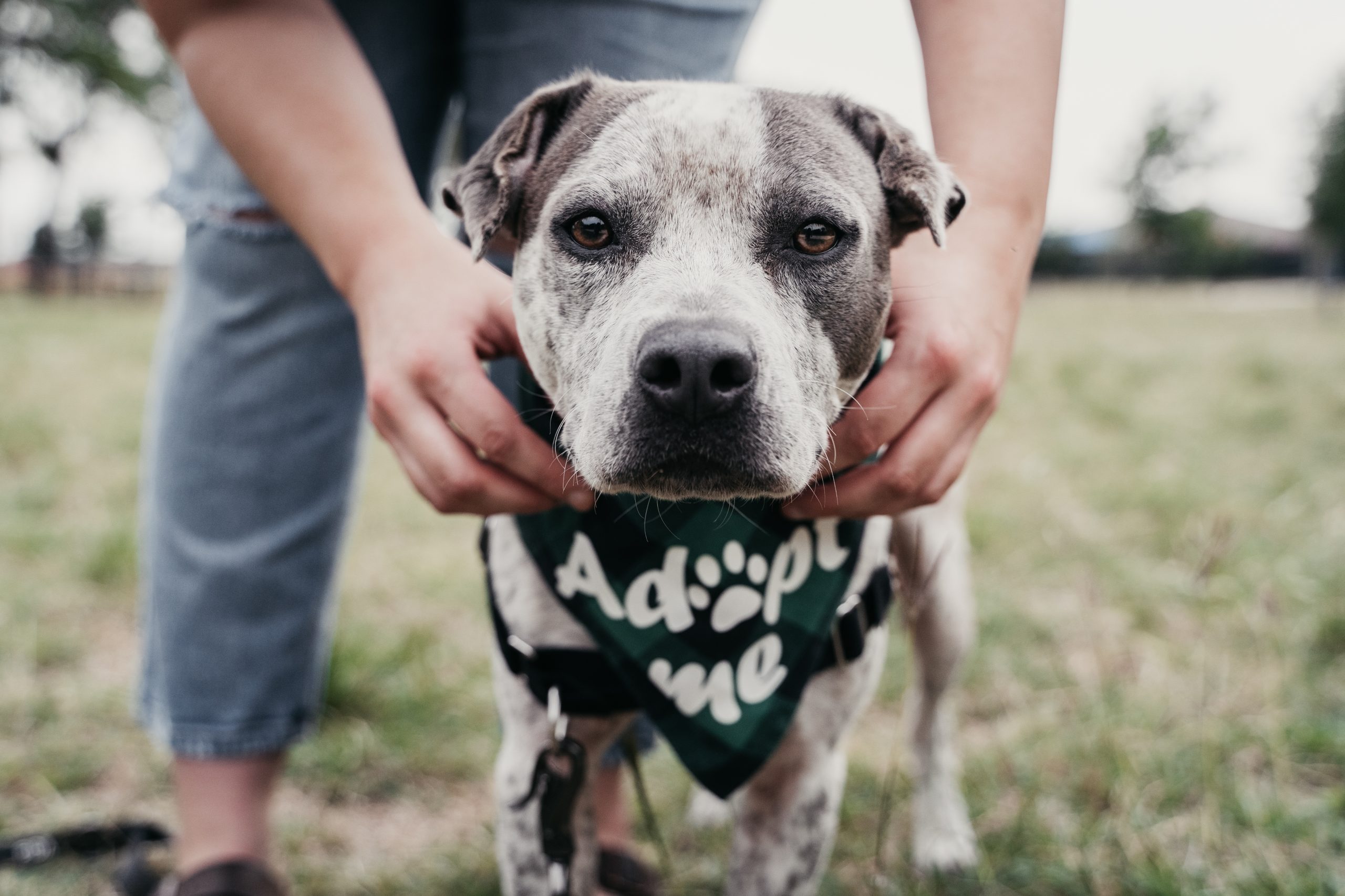 Rescue dog for adoption