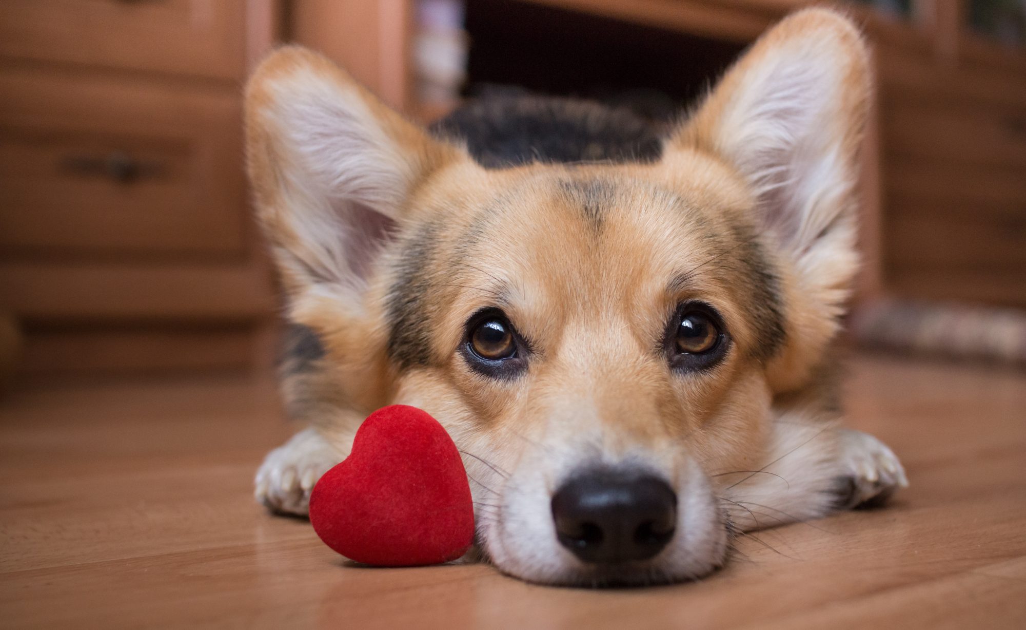 A dog with a red heart. Valentine's Day.