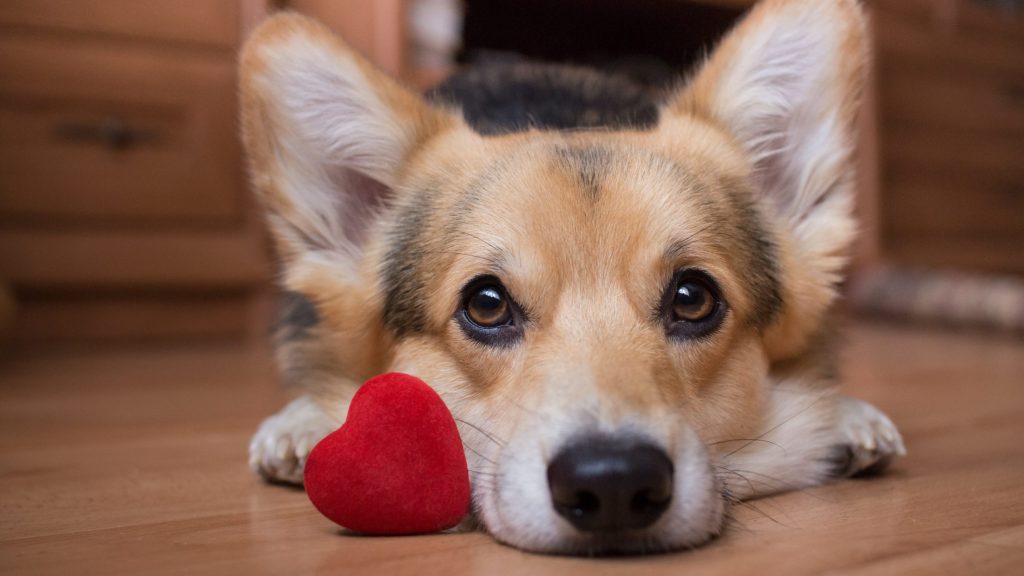 A dog with a red heart. Valentine's Day.