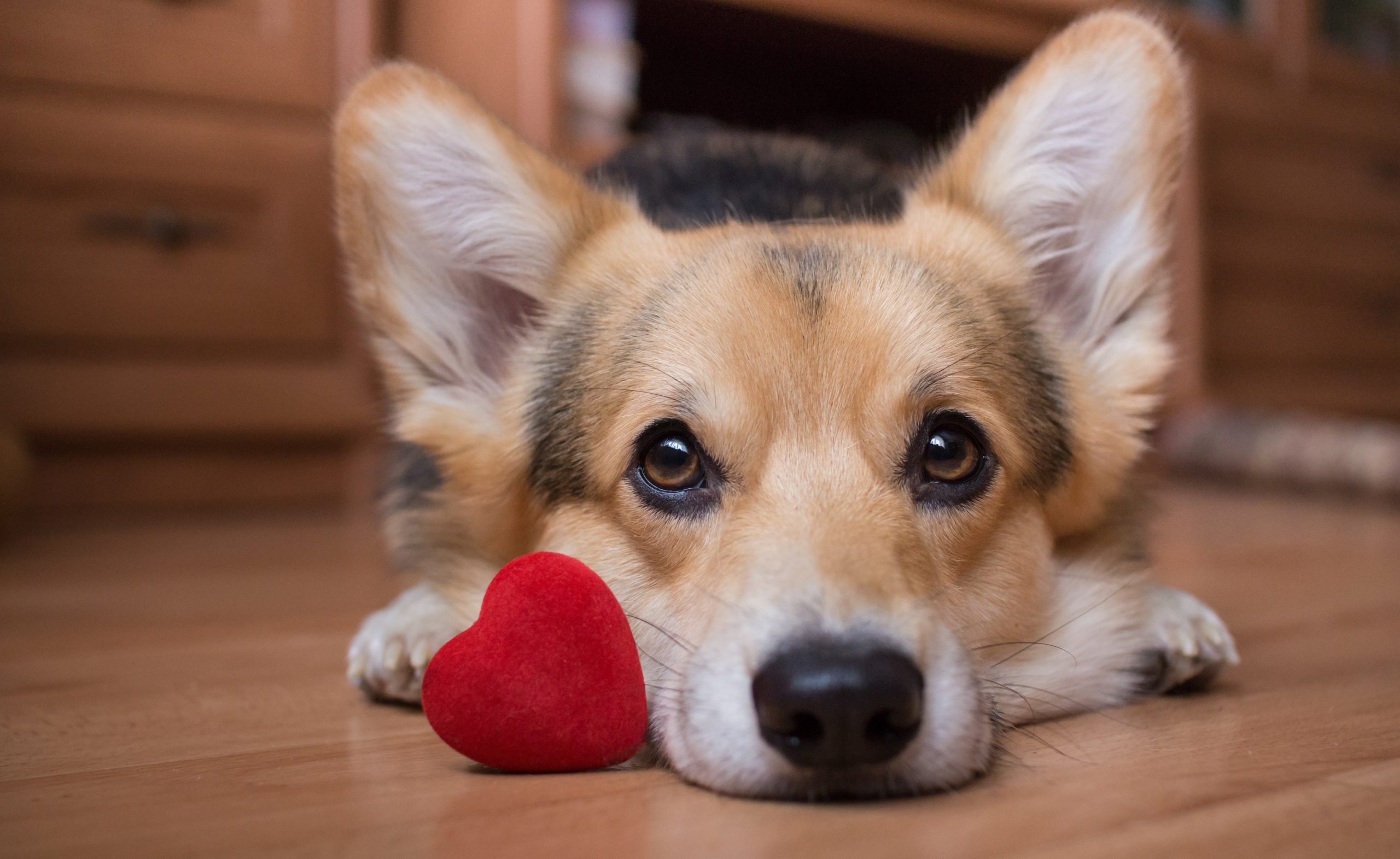 A dog with a red heart. Valentine's Day.