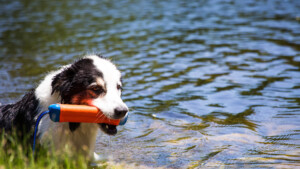 Dog with dog toy at lake