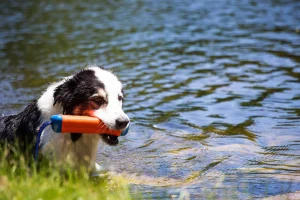 Dog-friendly Lake County adventures