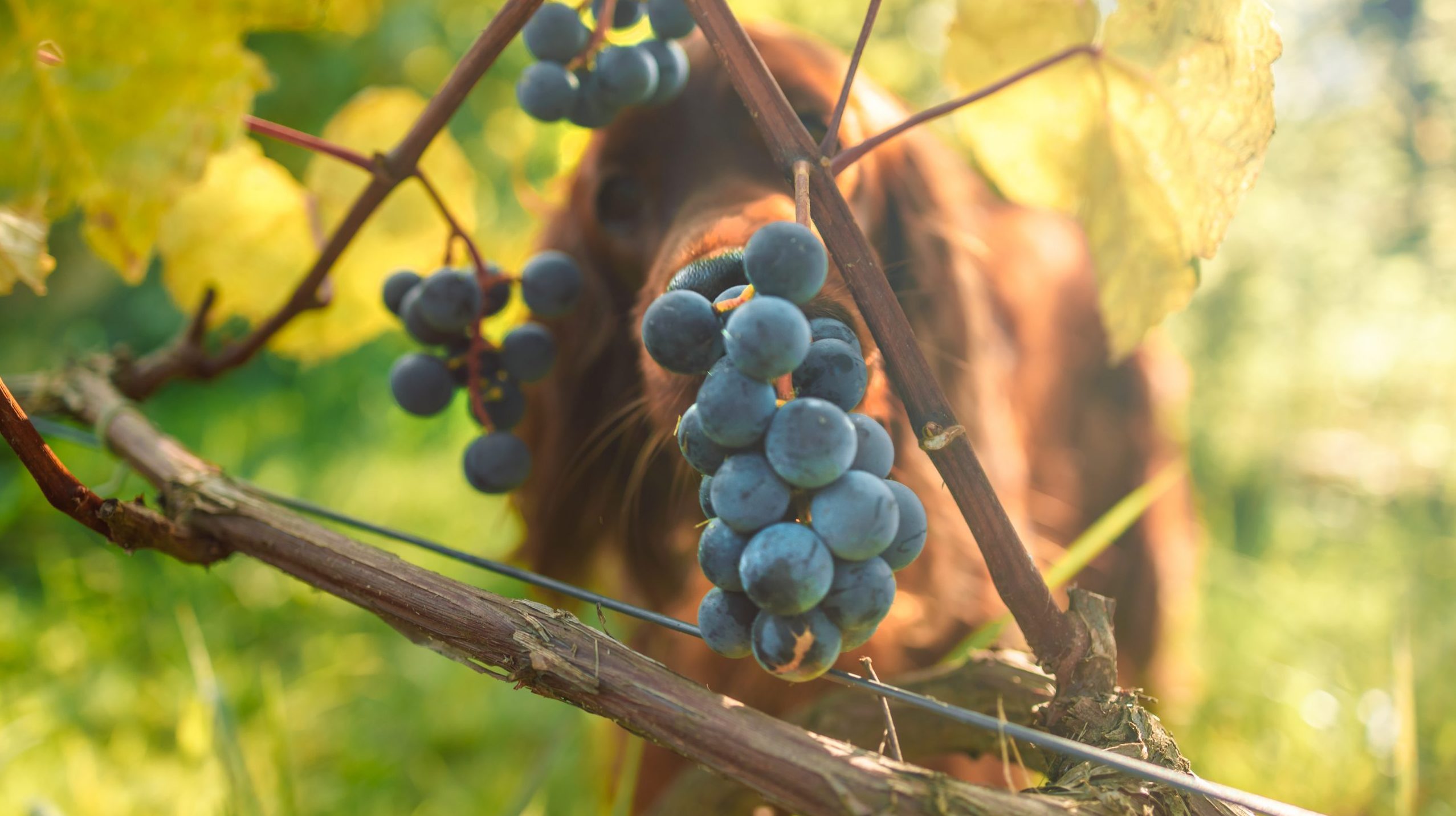 Dog sniffing grapes on the vine.