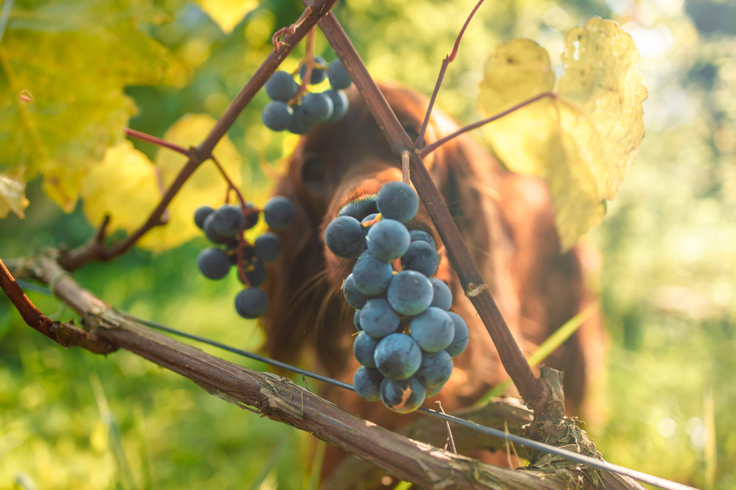 Dog sniffing grapes on the vine.