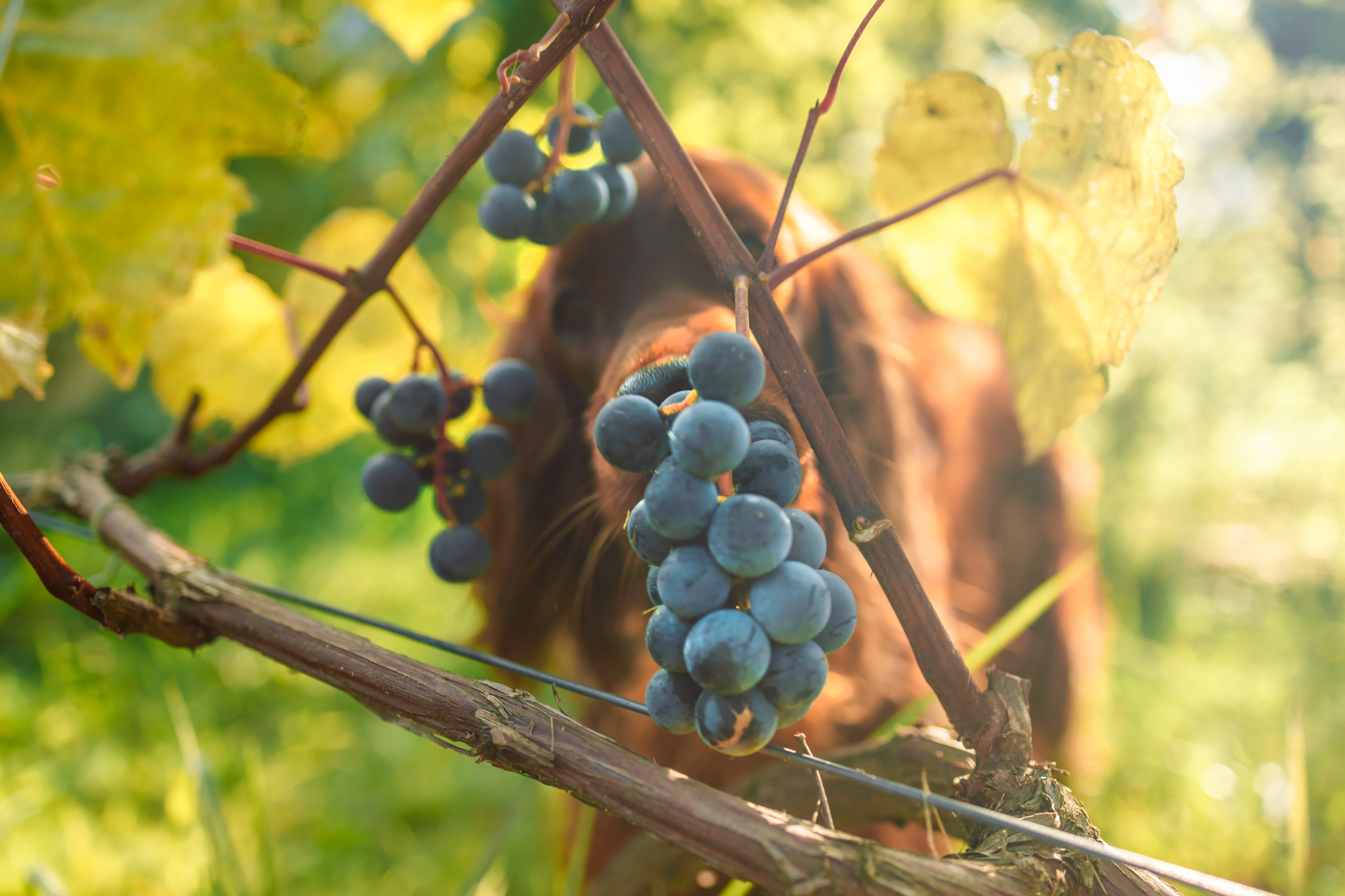Image from Mendocino magic on DogTrekker