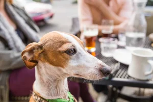 Image from Lake County dog-friendly restaurants on DogTrekker