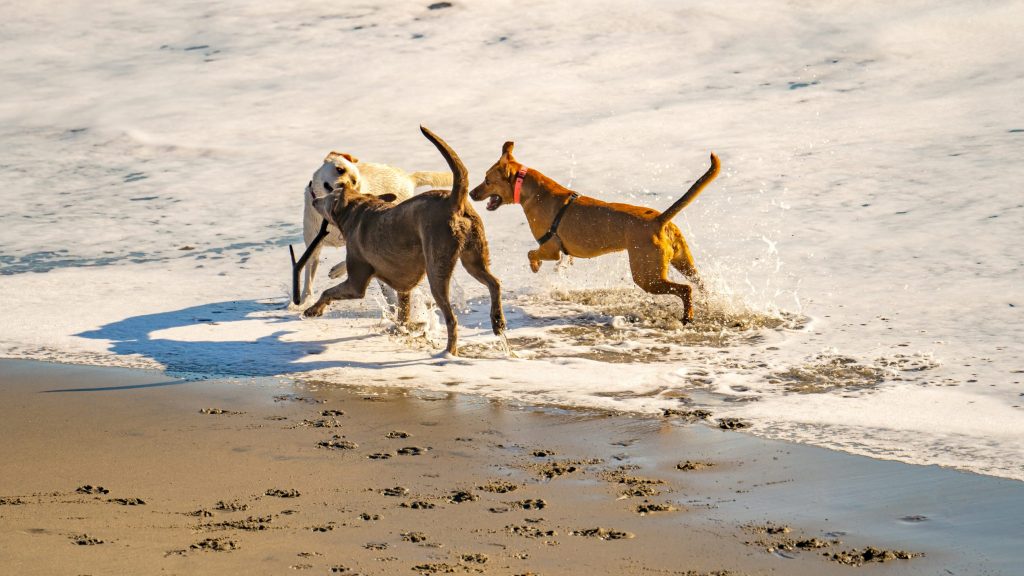 Three dogs playing with a stick on the beach.