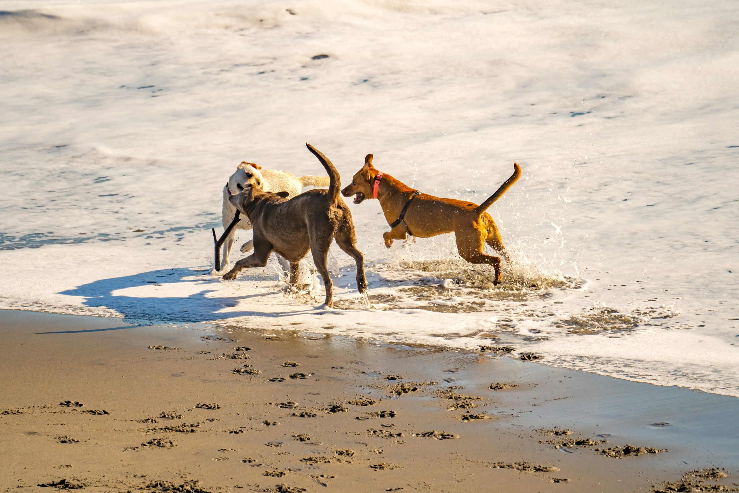 Three dogs playing with a stick on the beach.