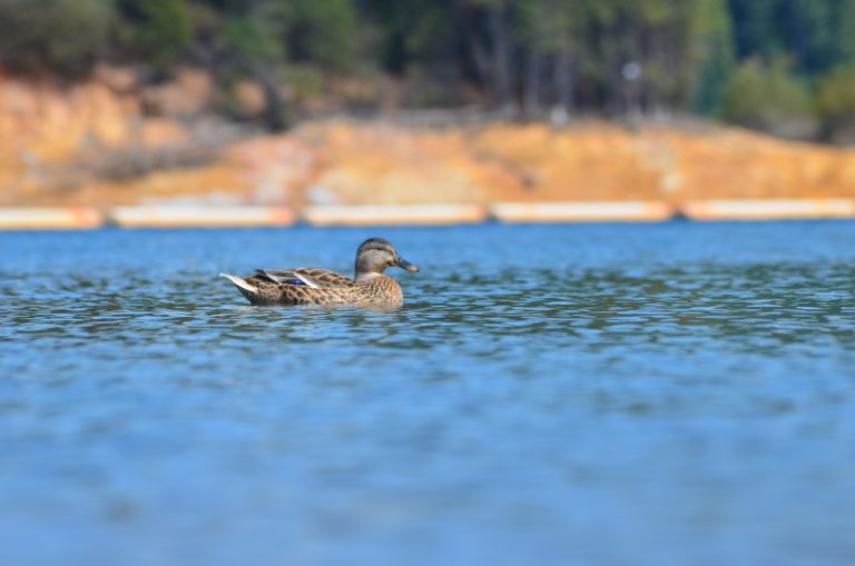 A duck glides on a clear blue lake in El Dorado County.