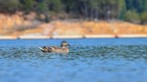 A duck glides on a clear blue lake in El Dorado County.