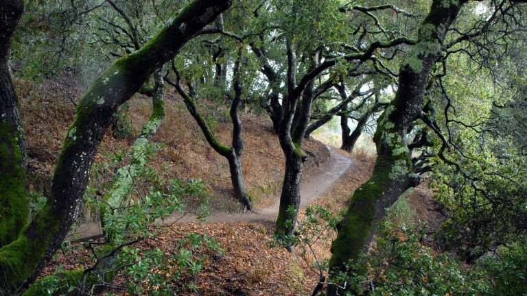Discover a verdant oasis in the South Bay for your next canine adventure, meandering through a network of trails in a forest of towering oak trees. Observe the intricate patchwork of vibrant green moss adorning each tree trunk, creating an enchanting realm that captivates both human and hound alike. The rich brown carpeting that lines the trail- compiled entirely by nature's own fallen leaves - provides ample cushioning for paws and footwear alike. This woodland retreat presents countless sights, sounds and smells to entertain your dog's senses while also offering plenty of peace and tranquility.