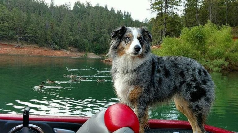 An Australian Shepherd joyfully standing tall on a boat as it leisurely cruises over a peaceful lake, surrounded by playful ducks frolicking in the background. This picturesque scene could be an exciting weekend venture for those looking to spend quality time with their canine friends. - Dogtrekker