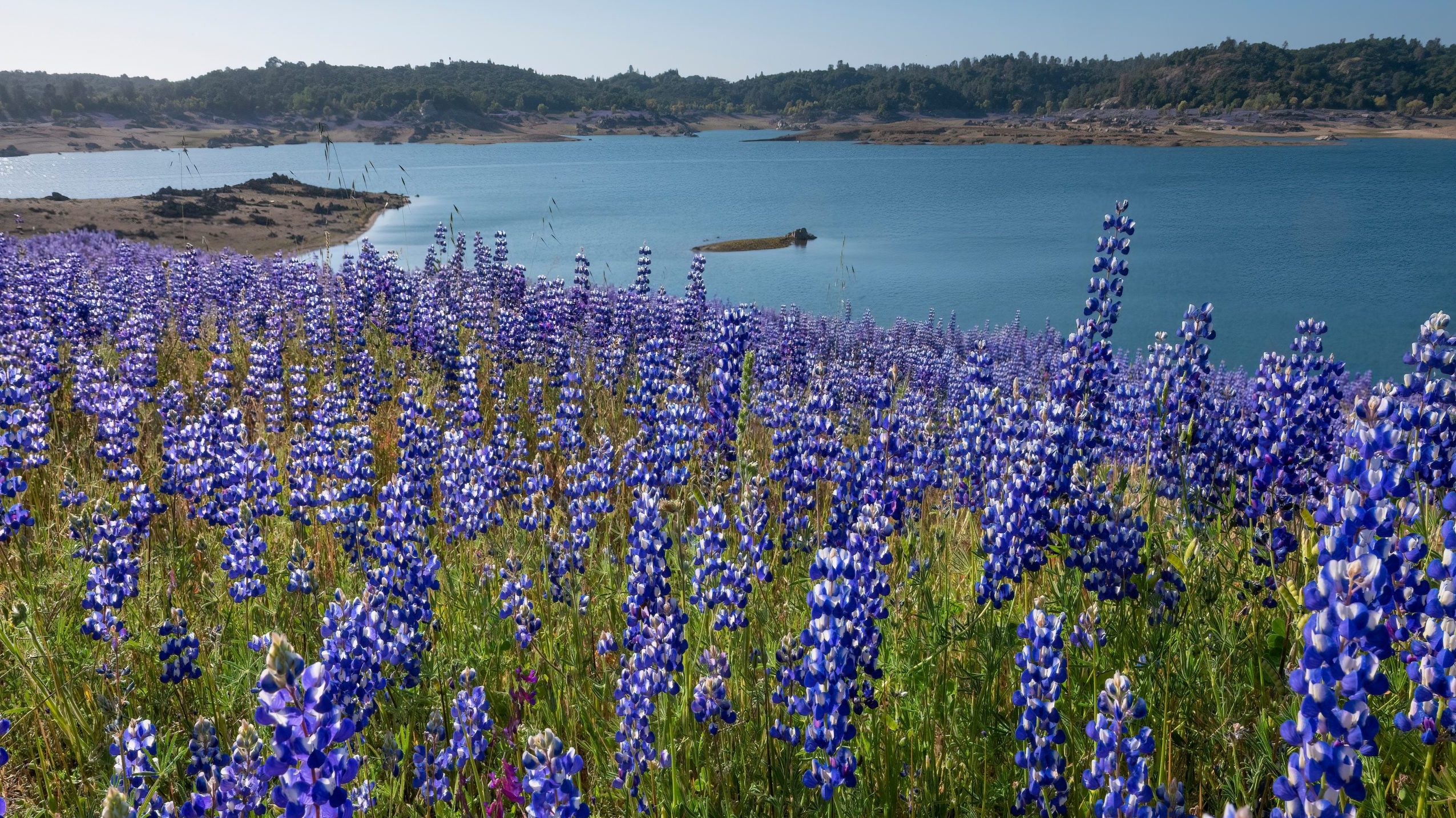 Huge fields of lupines blooming near Folsom Reservoir.