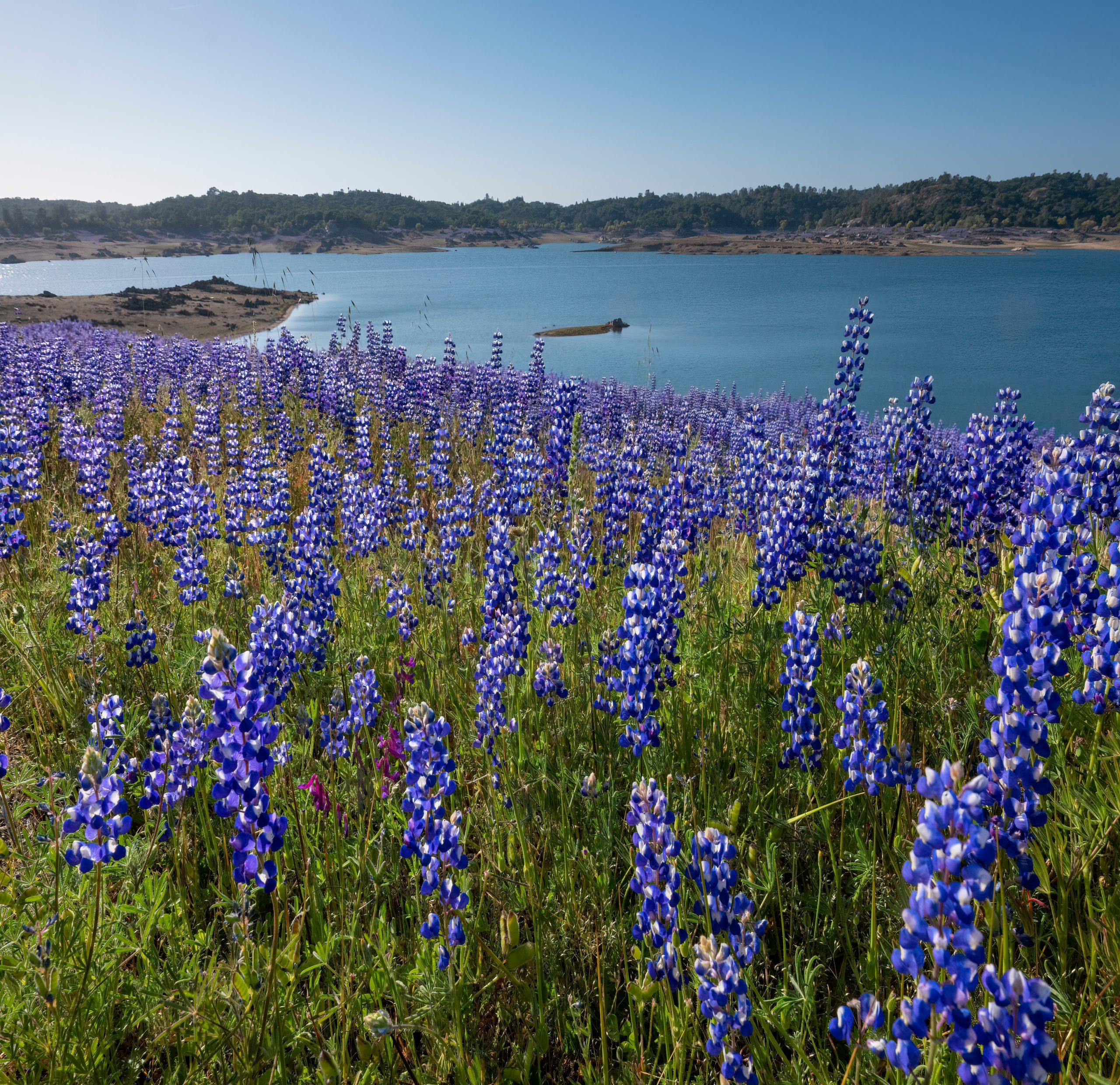 Huge fields of lupines blooming near Folsom Reservoir.
