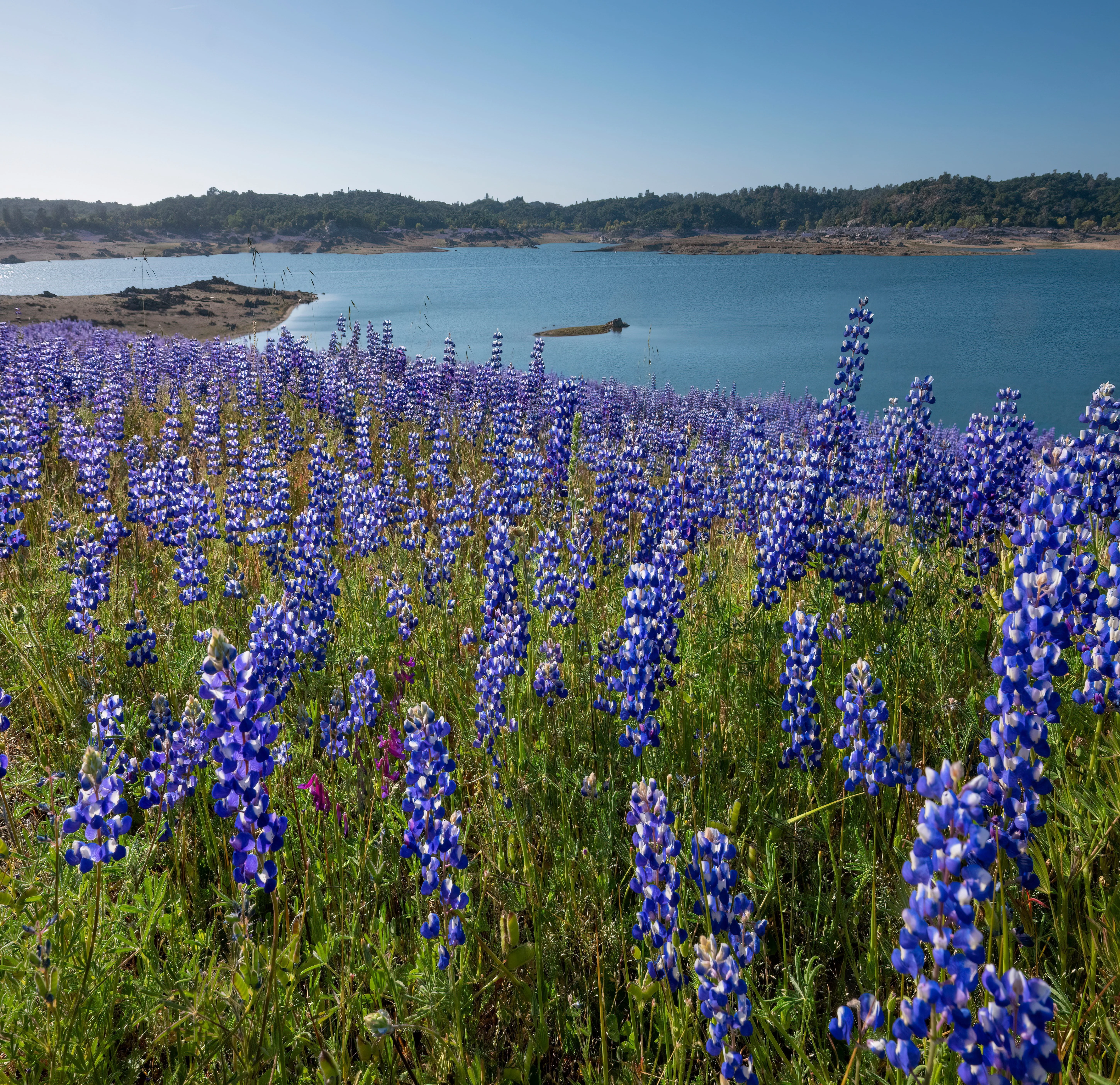 Huge fields of lupines blooming near Folsom Reservoir.