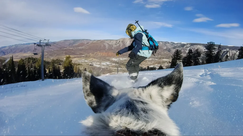 Dog wearing GoPro harness and camera