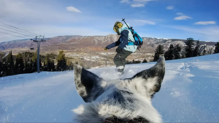 Dog wearing GoPro harness and camera