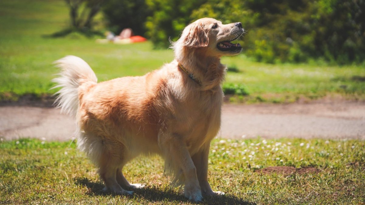 are dogs allowed in golden gate park