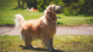 Golden Retriever in Golden Gate Park, San Francisco