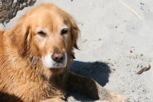 Golden retriever on Mendocino County beach