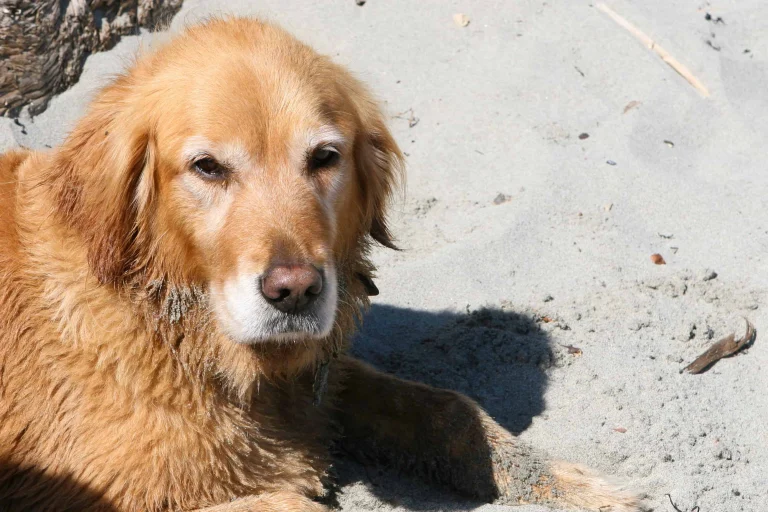 Image from Mendocino coasting with your canine on DogTrekker