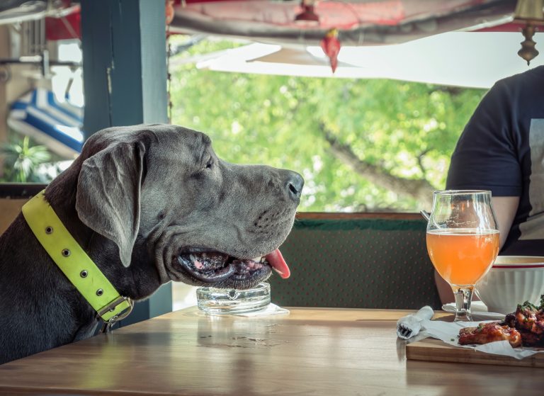 A large gray dog wearing a neon green collar sits at an outdoor table in Sacramento. Its tongue hangs out as it looks at a plate of food and a glass of orange beverage. Green trees surround the area, and part of a person is visible nearby.