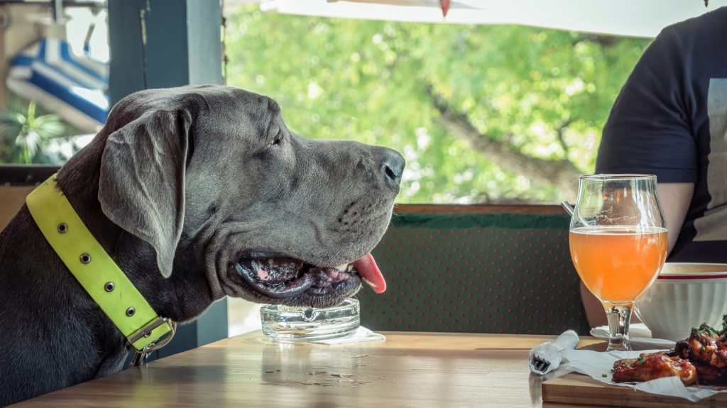 A large gray dog wearing a neon green collar sits at an outdoor table in Sacramento. Its tongue hangs out as it looks at a plate of food and a glass of orange beverage. Green trees surround the area, and part of a person is visible nearby.