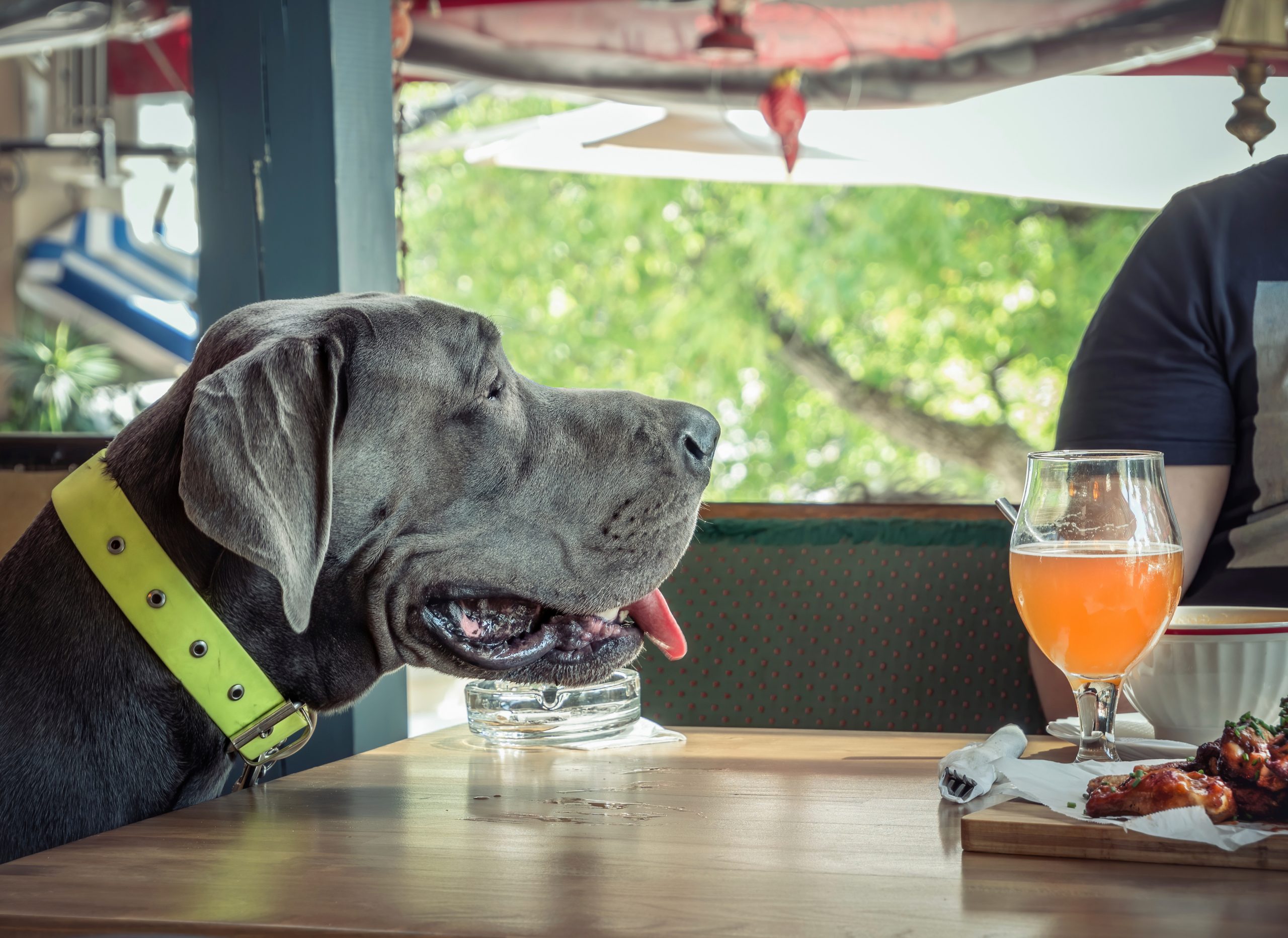 A large gray dog wearing a neon green collar sits at an outdoor table in Sacramento. Its tongue hangs out as it looks at a plate of food and a glass of orange beverage. Green trees surround the area, and part of a person is visible nearby.