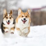 welsh corgi dog running outdoors in the snow