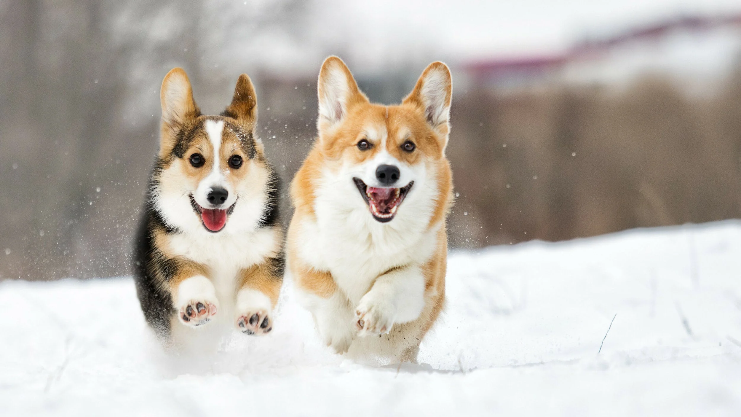 Image from Winter wanderings in Lake Tahoe on DogTrekker