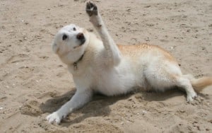Dog on beach by Sea Ranch