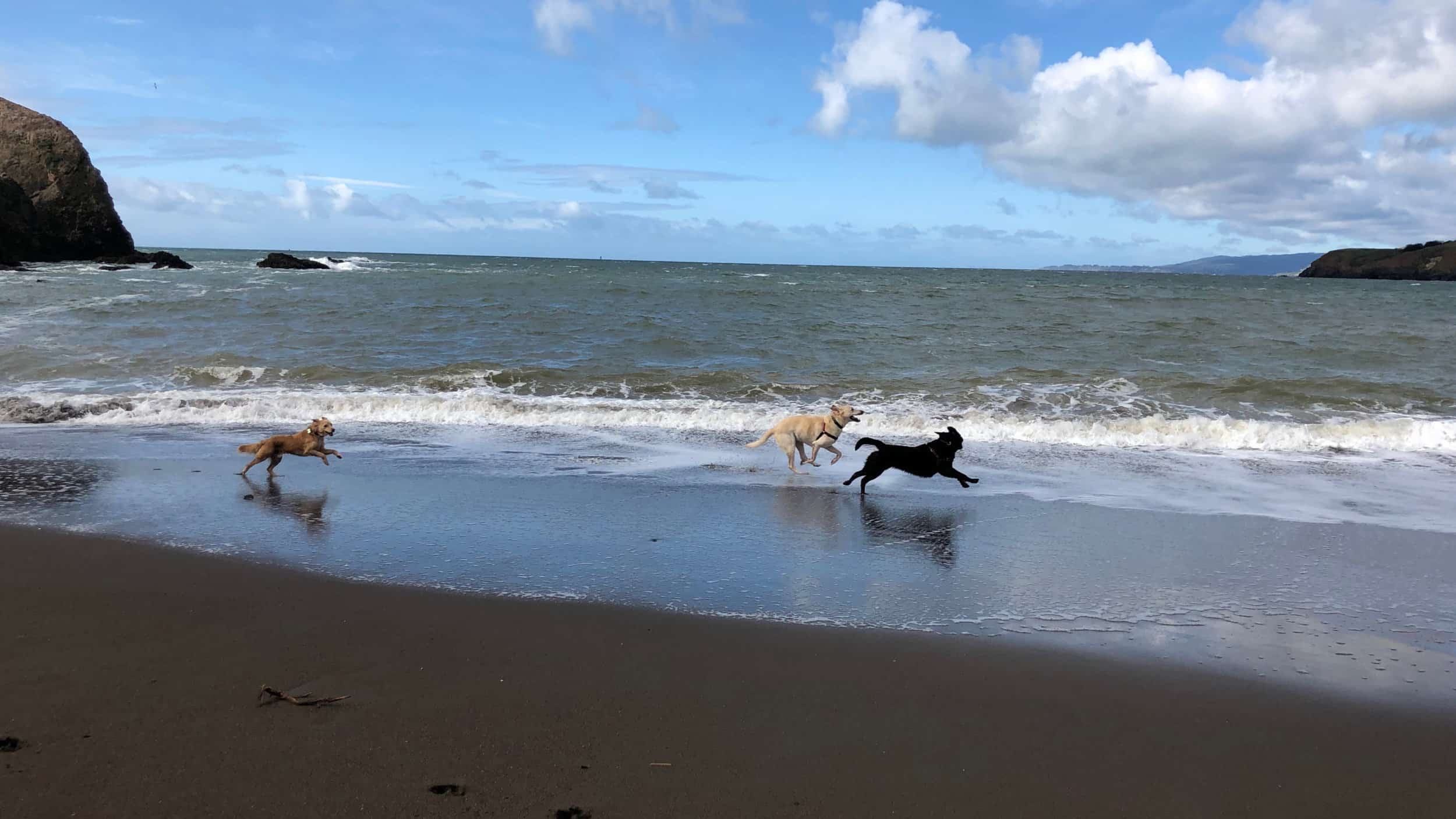 three dogs running on the shoreline at Rodeo Beach