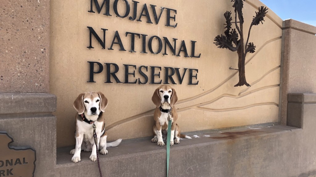 2 beagles sit in front of the entrance sign at Mohave National Preserve.