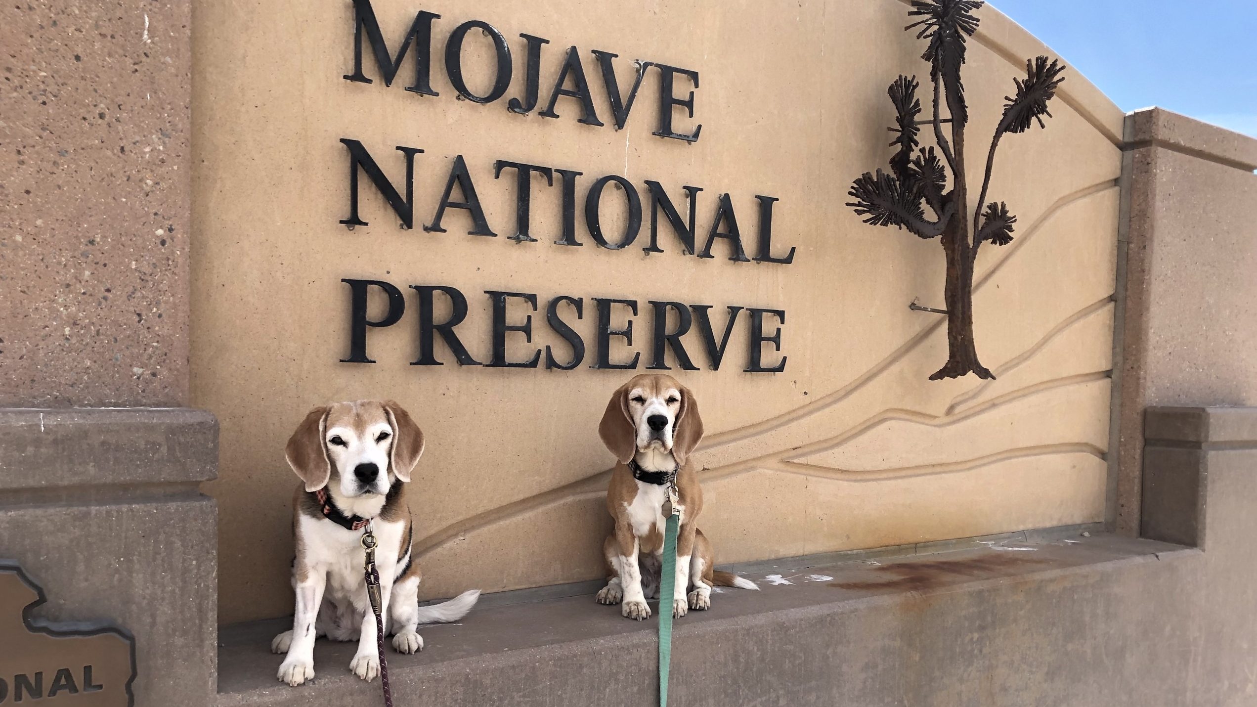 2 beagles sit in front of the entrance sign at Mohave National Preserve.