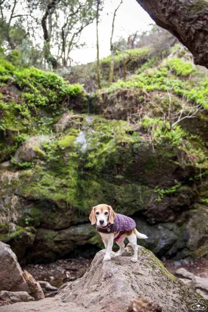 Beagle wearing coat standing on rock in front of Fairway Falls.