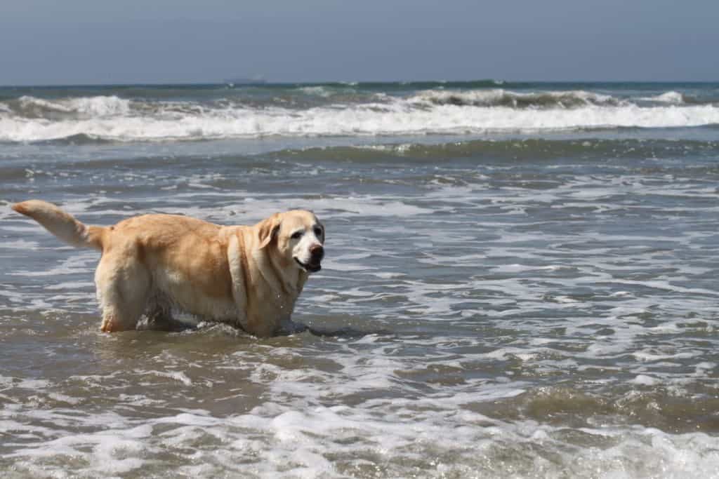 Dog swimming in Half Moon Bay