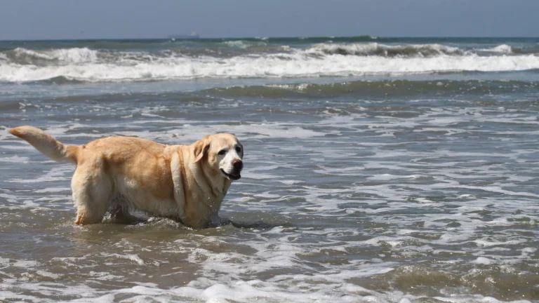 Image from Take a walk on the wave side on DogTrekker