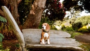 Dog in the Mendocino Coast Botanical gardens