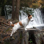 Jack Russell terriier by waterfall in Redding