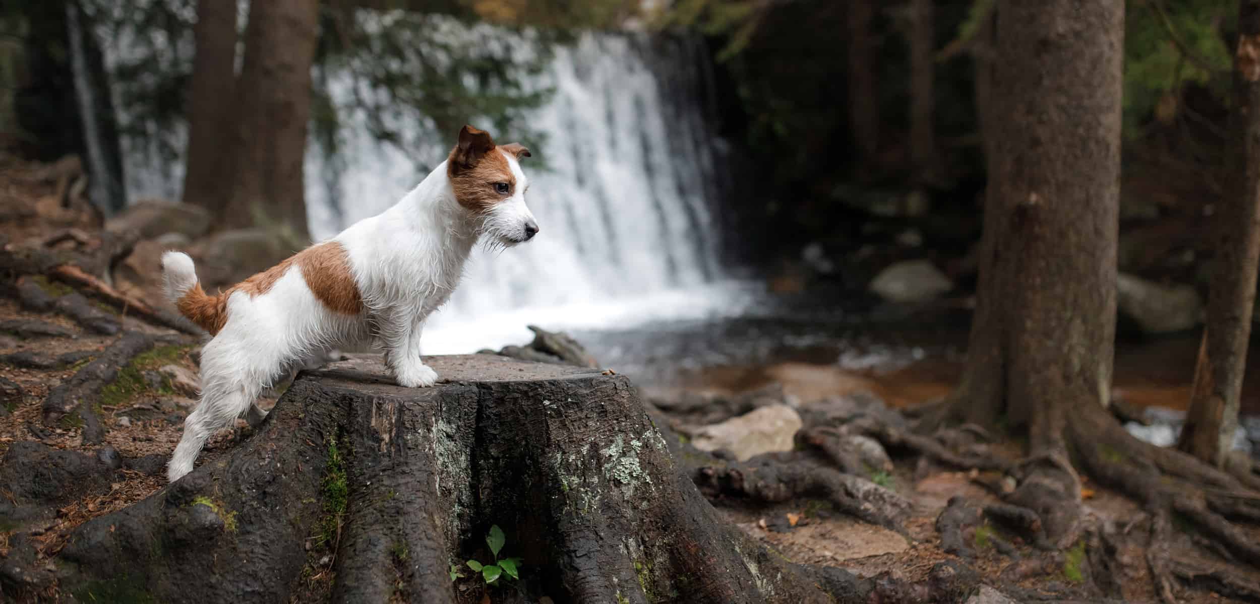 Jack Russell terriier by waterfall in Redding