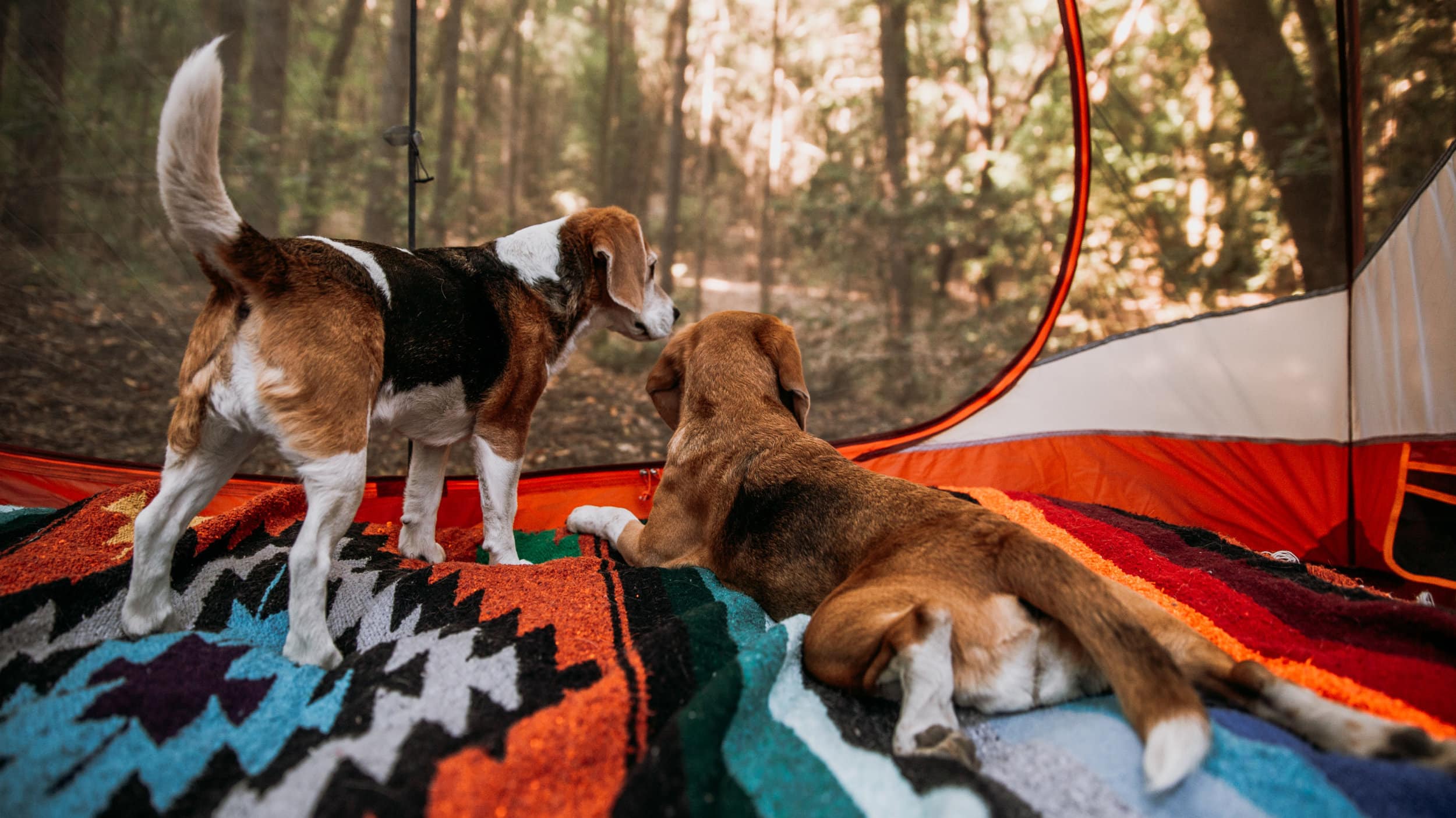 Two beagles in tent looking out at trees