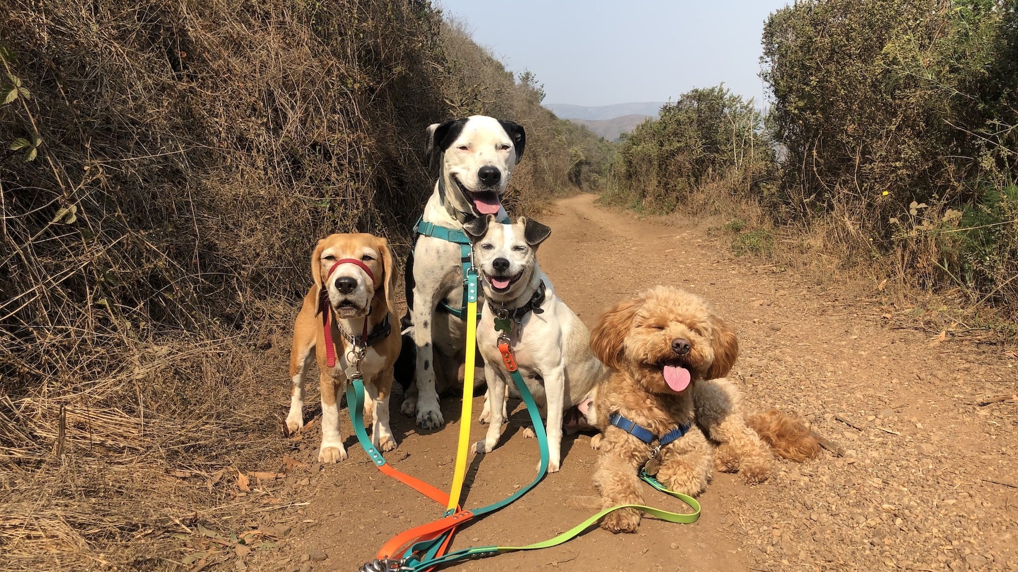 Four happy dogs on trail in the Marin Headlands.