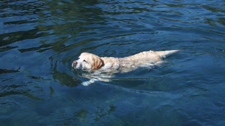 Image from Paradise for water dogs on DogTrekker