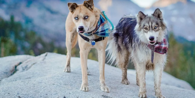 Frankie and Storm in the Eastern Sierra.