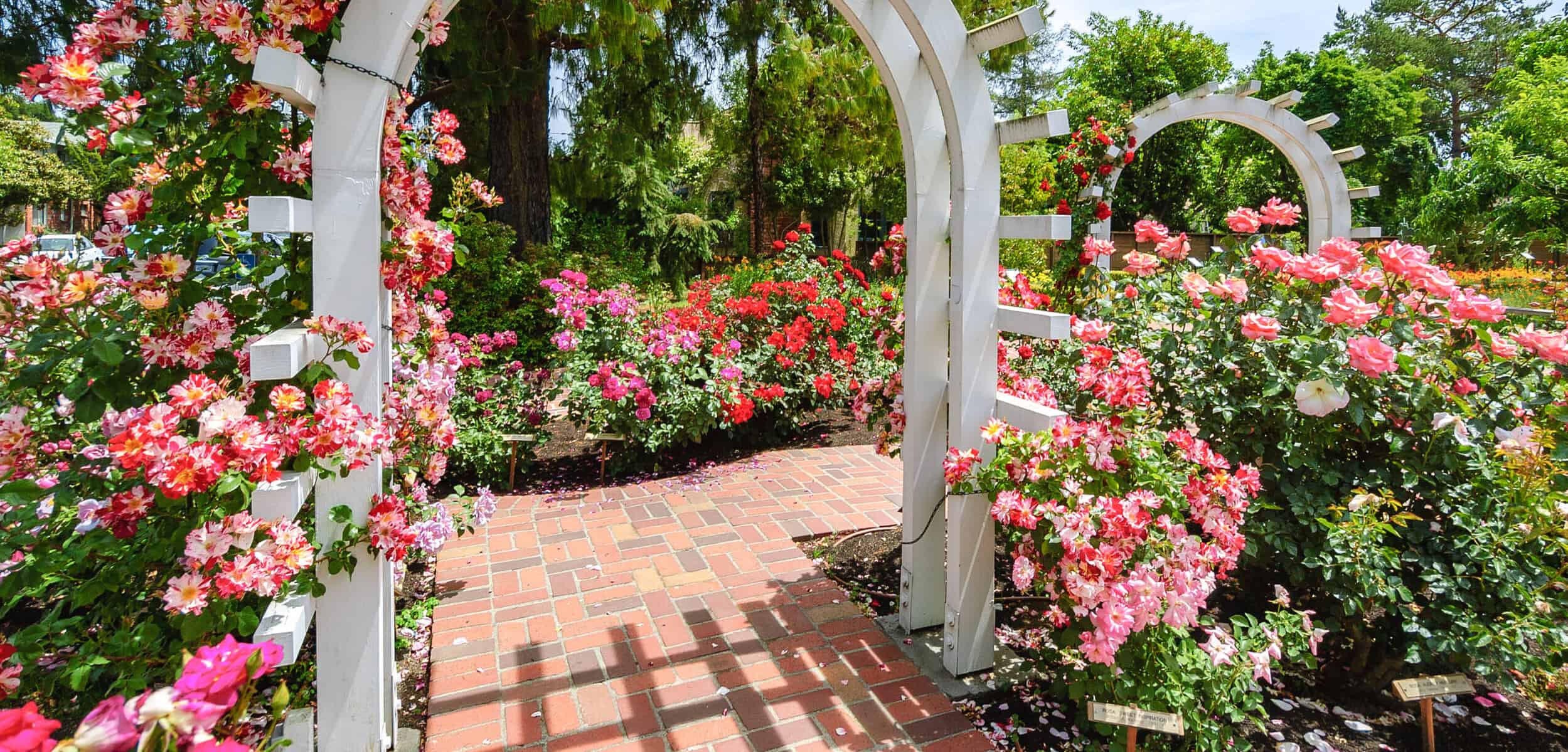 Luther Burbank Home and Gardens roses