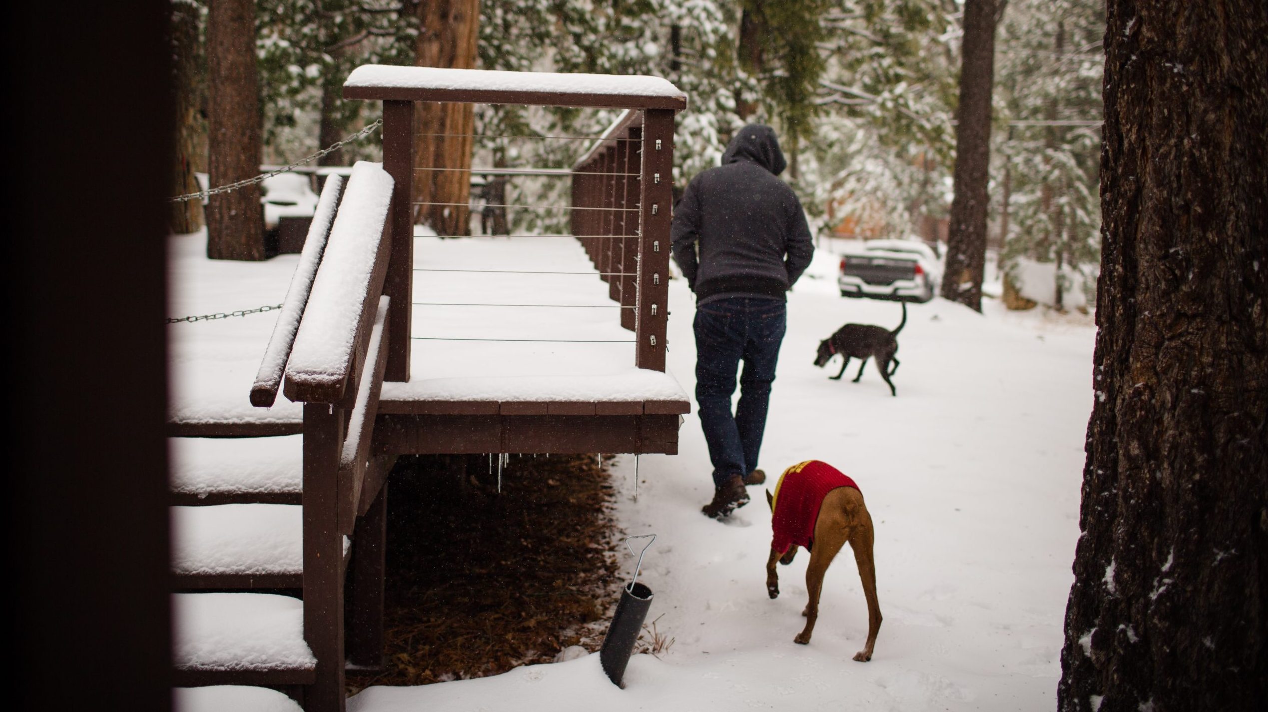 Man Walking in Snow with Dogs Next to Cabin